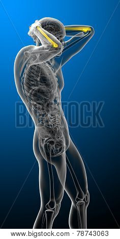 3D Render Medical Illustration Of The Ulna Bone