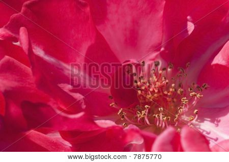 Fundo rosa