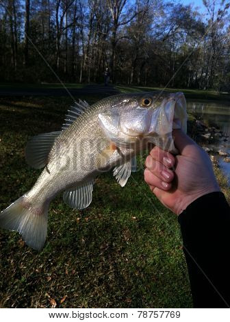 bass fish