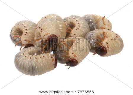 Scarabeo rinoceronte della larva