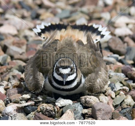 İç içe Killdeer