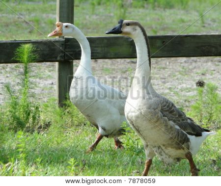 Dos gansos cisne