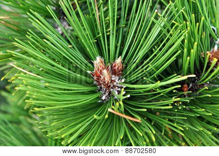 Branch of Mediterranean pine.