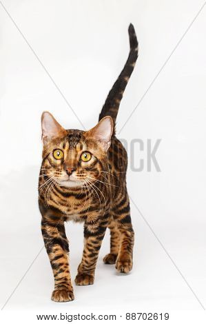 Bengal Cat