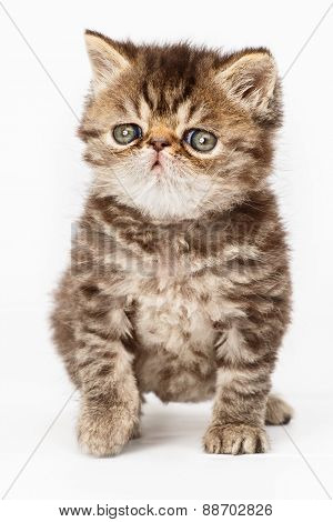 Persian Kitten