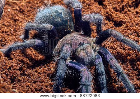 tarantula Phormictopus sp purple
