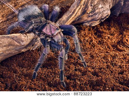 tarantula Phormictopus sp purple