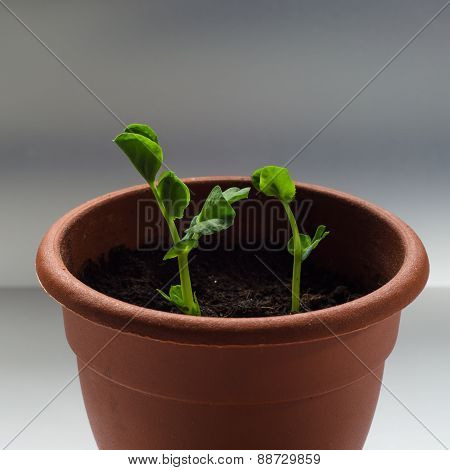 Young Sprouts