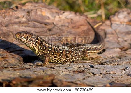 Sand Lizard Side View