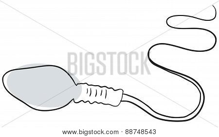 The sperm