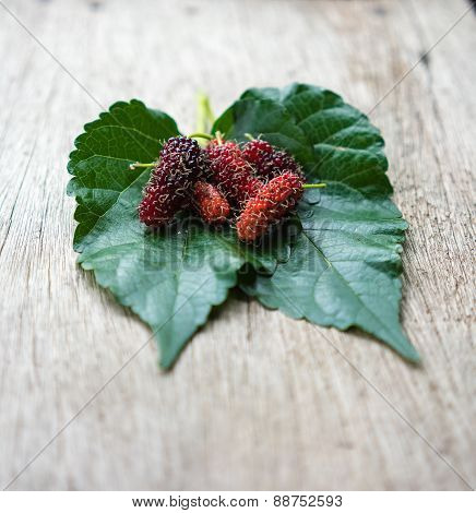 Fresh Organic Mulberry,  Focus On Fruit Of Mulberry.