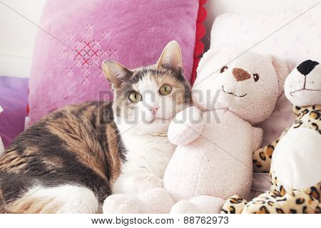 Cat and the peluche