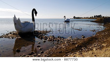 Swan sochy na jezeře