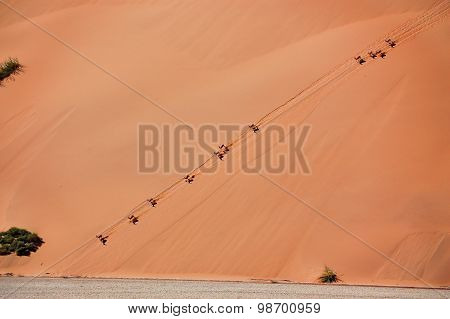 Springbok antilopes on dune of Namib desrt. African wildlife and nature, Namibia