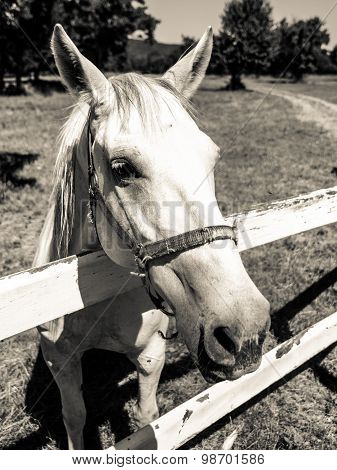 Portrait of Lipizzaner stallion