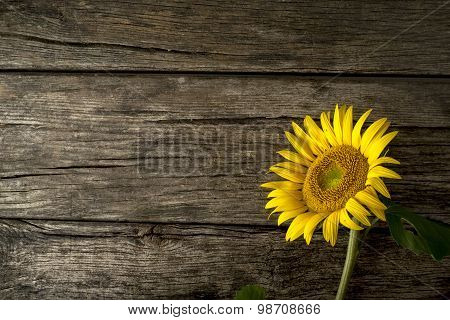 Single Fresh Yellow Sunflower On Wood