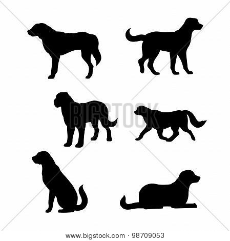 Breed of a dog St. Bernard vector silhouettes.