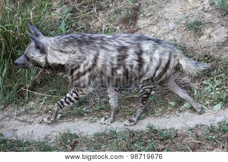 Striped hyena (Hyaena hyaena). Wild life animal. 