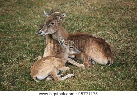 Transcaspian urial (Ovis orientalis arkal). Wild life animal. 