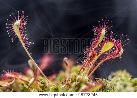 Leaf of Sundew.