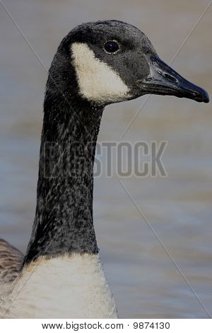 Canada Goose portret