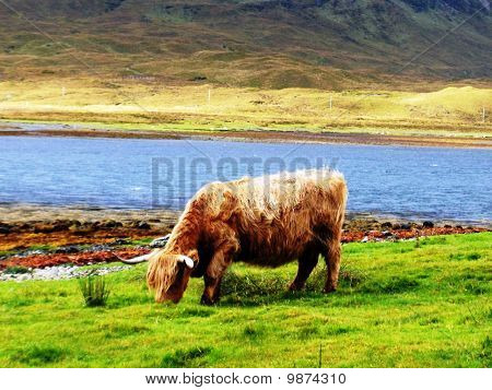 Bovini Highland