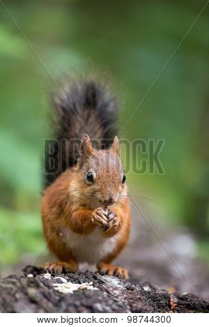 Squirrel