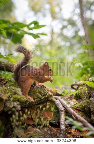 Squirrel