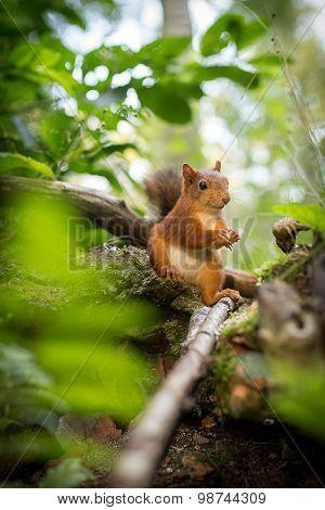Squirrel