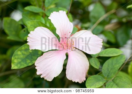 Hibiscus