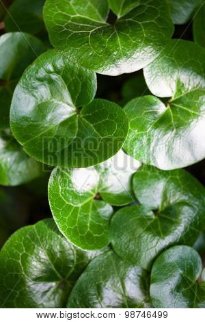 Shiny Green Leaves Of Asarabacca (asarum Europaeum)