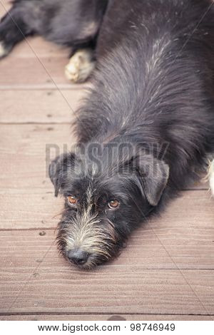 Asia Dog