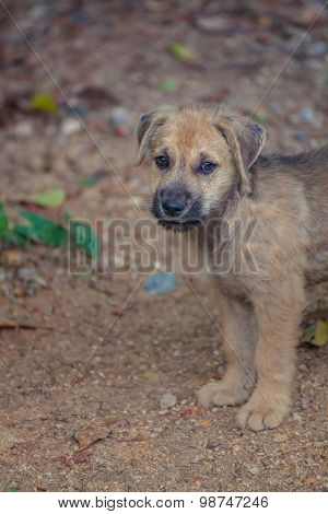Asia Dog