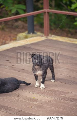 Asia Dog