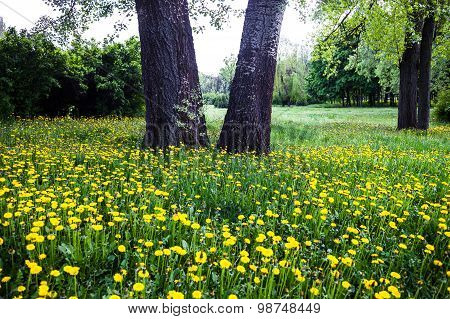 Trees Surrounded By Blooming Yellow Dandelions
