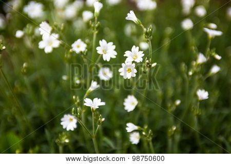 White Flowers Of Stellaria (stitchwort Or Chickweed)