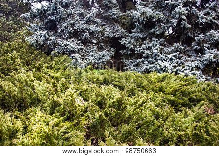 Landscape With Blue Spruces And Juniper Bushes