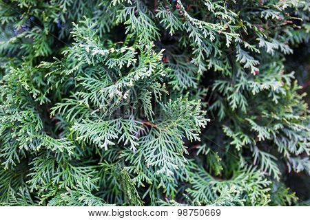 Evergreen Juniper Branches