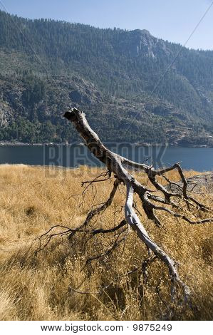 Hetch Hetchy Reservoir con un albero morto in primo piano