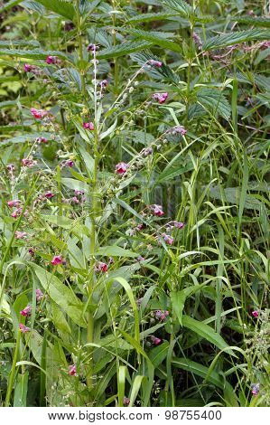 Comfrey Plant