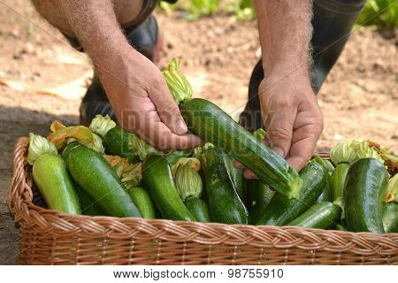 Farmer collecting zucchini basket from crop.