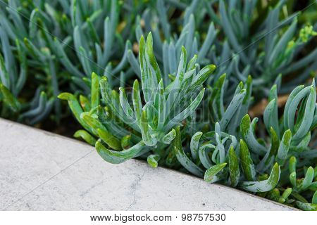 Sedum close up in a summer city park.