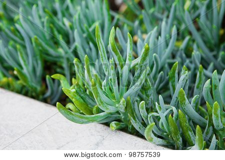 Sedum close up in a summer city park.