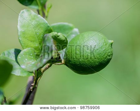 Lime Tree And Fresh Green Limes On The Branch In The Lime Garden.