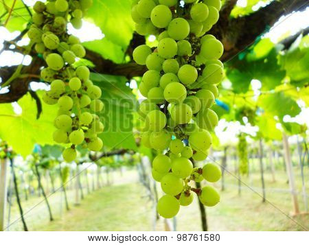 grape in vineyard