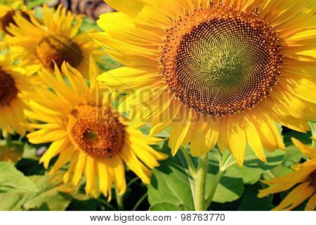 Sunflowers