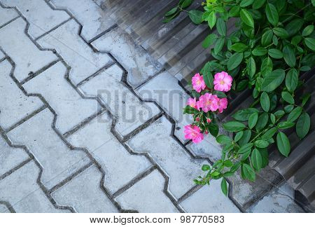Pink flowers grow near asphalt