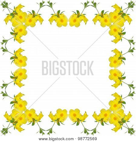 Allamanda Cathartica Frame Isolated On White Background