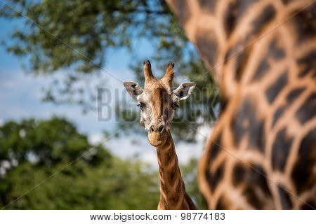 Giraffe