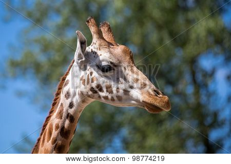 Giraffe